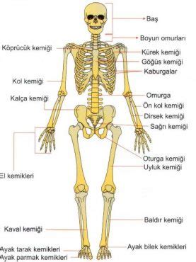 vücut iskelet sistemi
